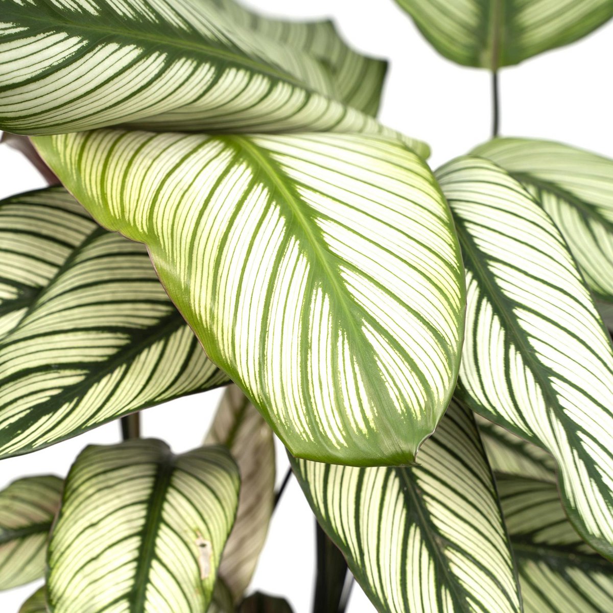 Calathea Whitestar - Peacock plant - 50cm - Ø19