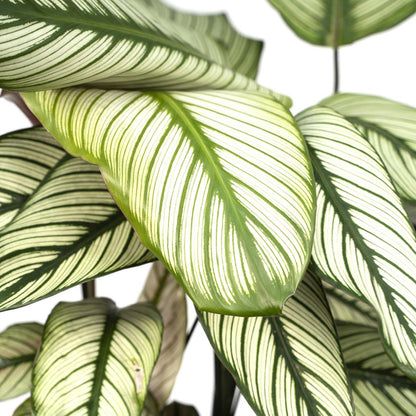Calathea Whitestar - Peacock plant - 50cm - Ø19