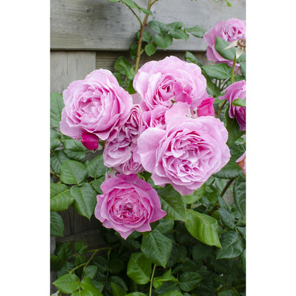 Rosa Crazy in love 'Pink' - ↕65cm - Ø15