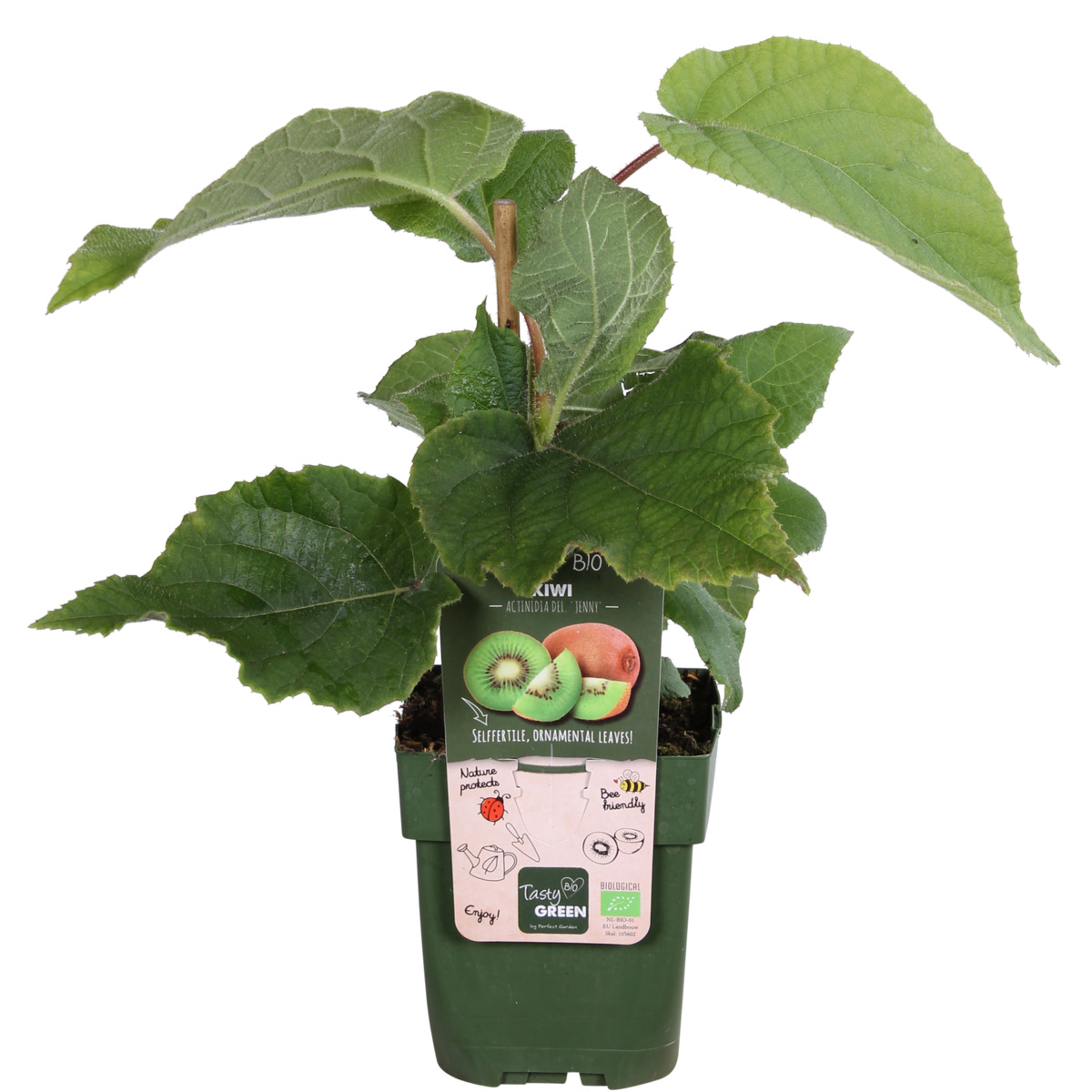 Actinidia delciosioa 'Jenny' - Kiwi - Ø13cm - ↕45cm