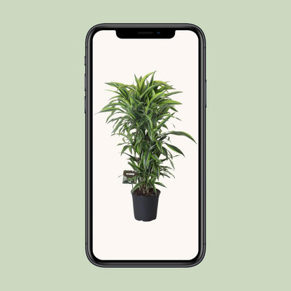 Dracaena Fragrans Lemon Lime branched - Ø27cm - ↕120cm