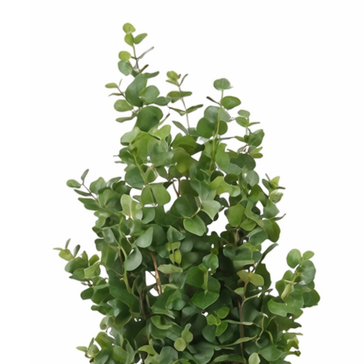 Artificial plant Eucalyptus tree Green