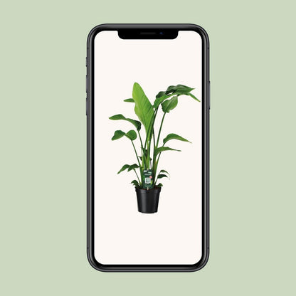 Strelitzia Nicolai - Ø19cm - ↕90cm