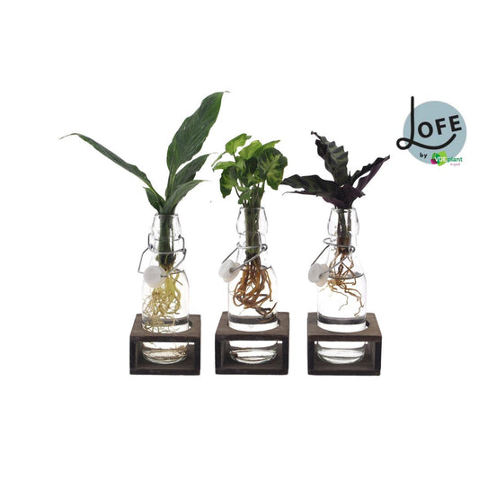 Inttenz Mix in Ann Glass (White Cap) + Naturel Single - 3 pieces - Ø7cm - ↕25cm