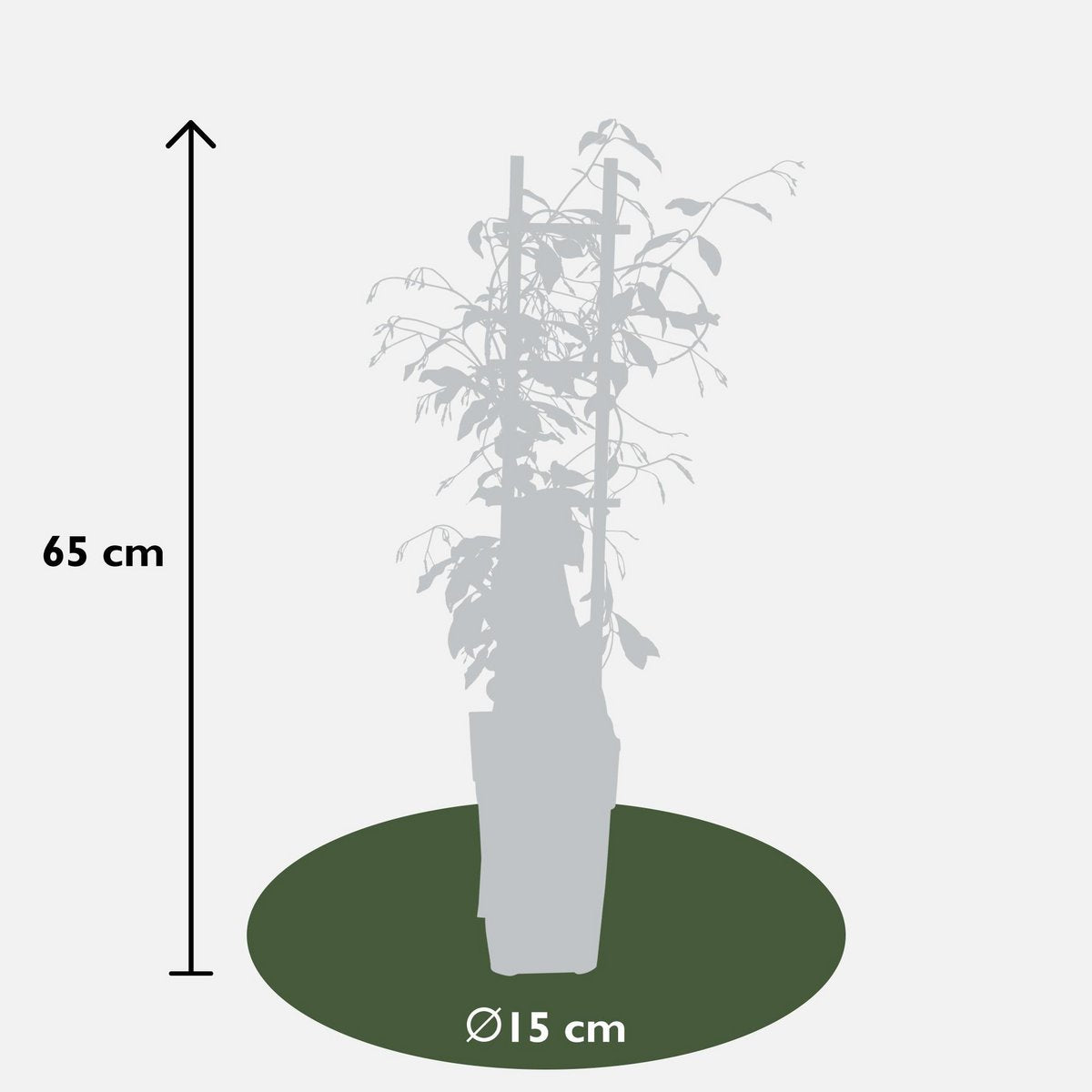 Trachelospermum 'Star of Venice' - Tuscan Jasmine White - Ø15cm - ↕65cm