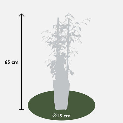 Trachelospermum 'Star of Venice' - Tuscan Jasmine White - Ø15cm - ↕65cm