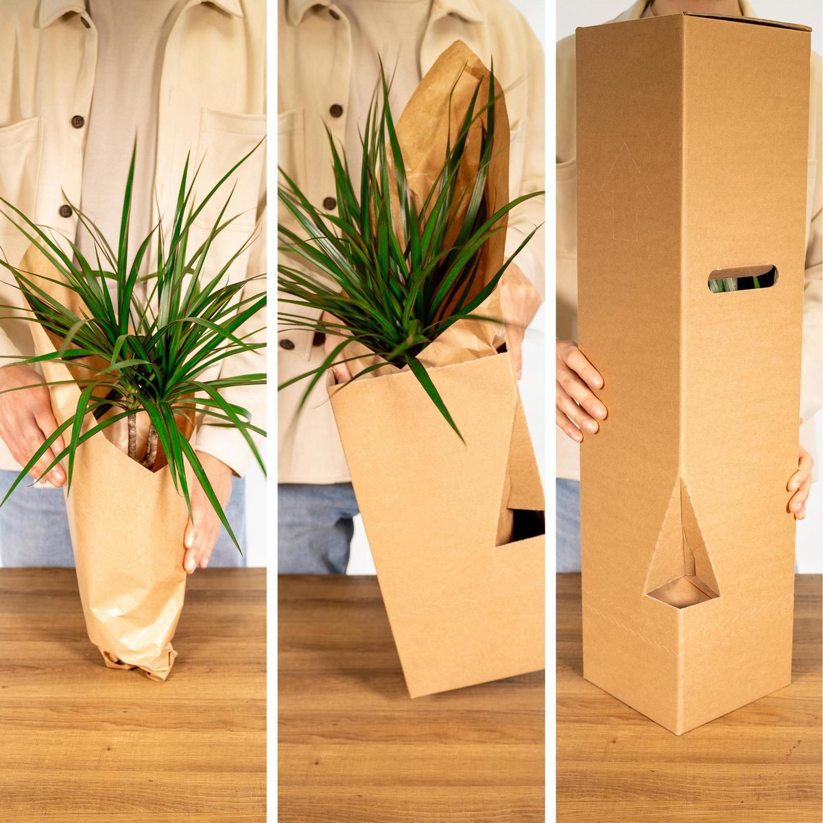 Surprise box - 8 various houseplants - ø12cm - ↕10-25 cm