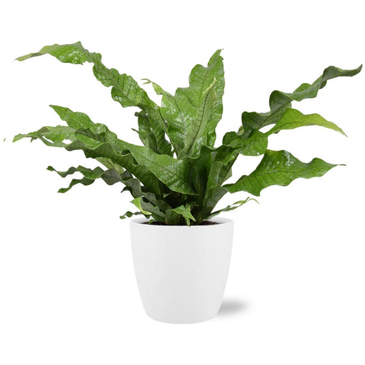 Microsorum Diversifolium - Ø17cm - ↕45cm + Pot Brussels D18x17cm - Wit