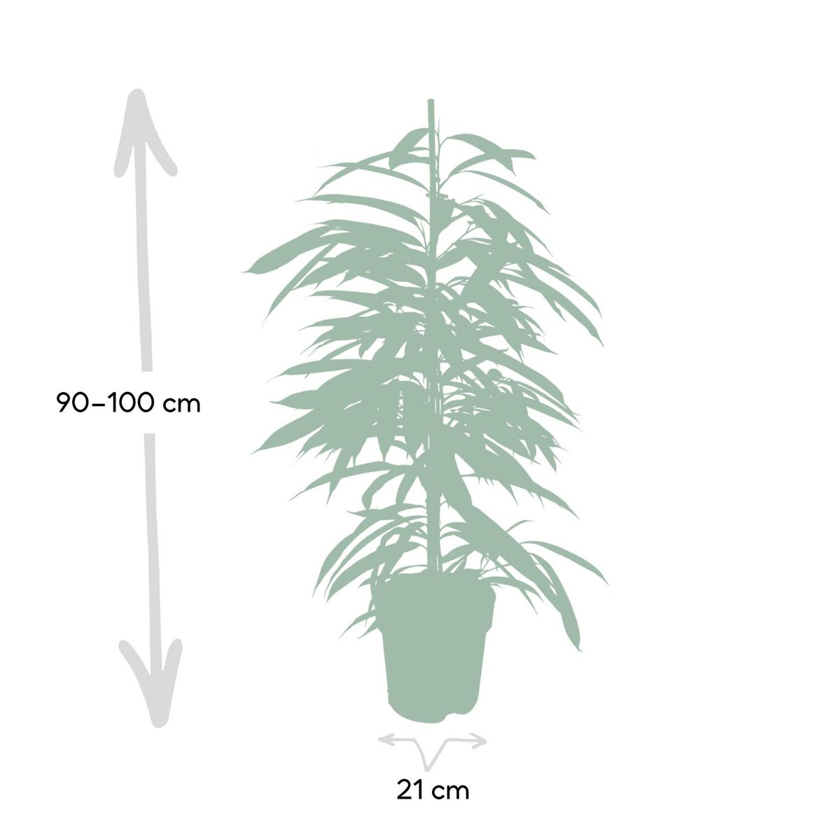 Ficus Amstel King - Weeping fig - ø21cm - ↕100cm