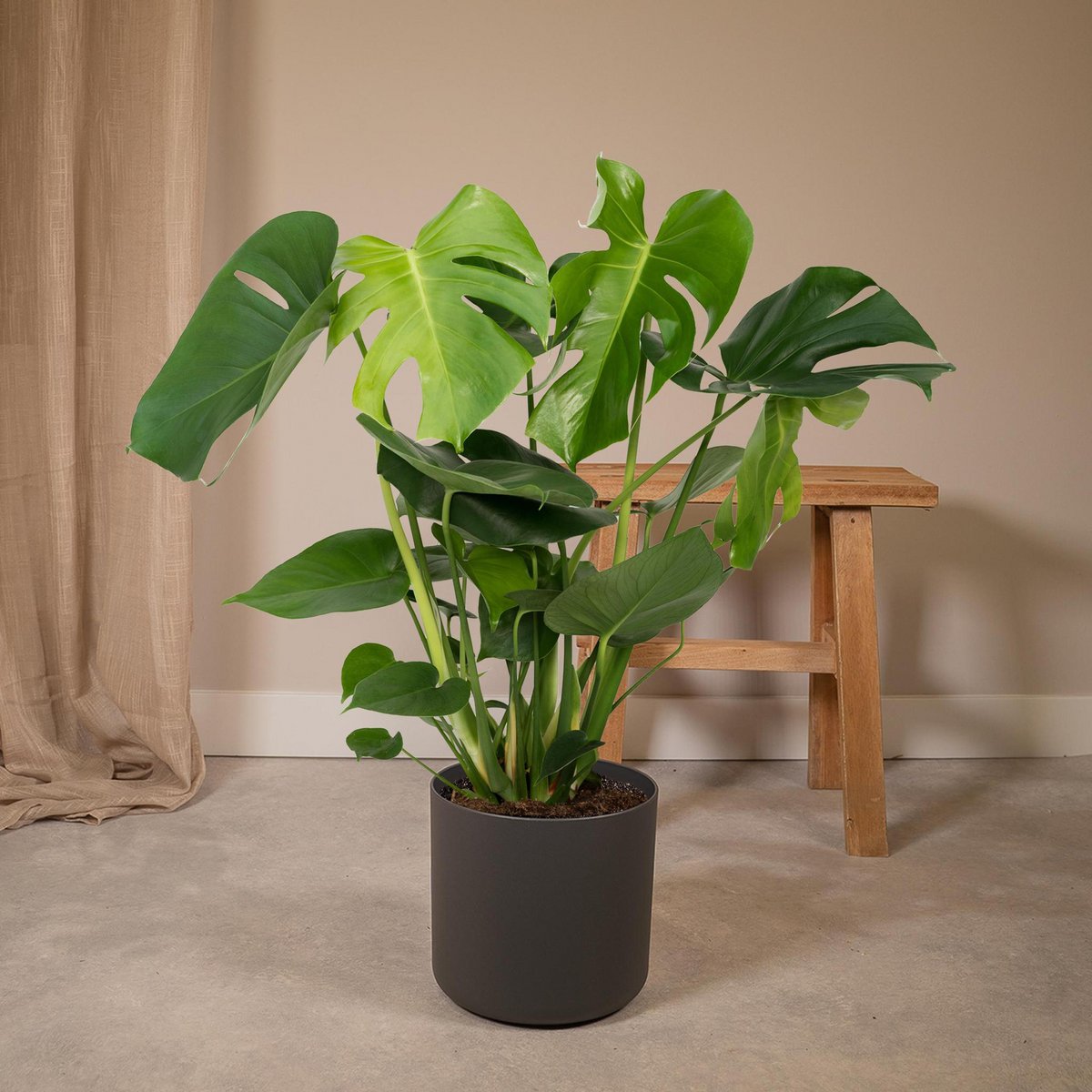 Monstera Deliciosa - Ø19cm - ↕60cm