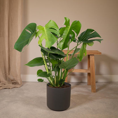 Monstera Deliciosa - Ø19cm - ↕60cm