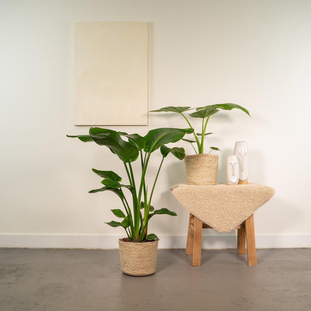 Strelitzia Nicolai - Ø19cm - ↕85cm + Alocasia Macrorrhiza - Ø19cm - ↕70cm + Mand Selin