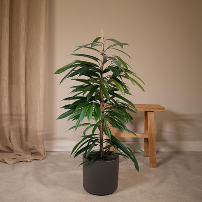 Ficus Amstel King - Weeping fig - ø21cm - ↕100cm