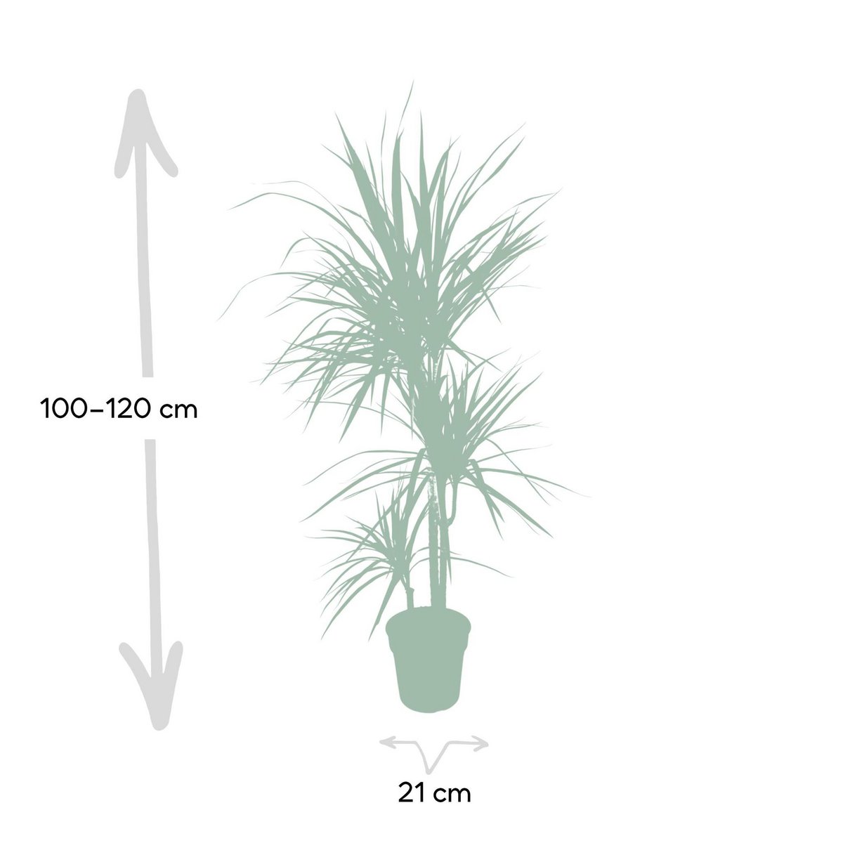 Dracaena Marginata - Dragon Tree - Ø21cm - ↕115cm