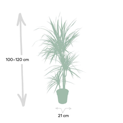 Dracaena Marginata - Dragon Tree - Ø21cm - ↕115cm