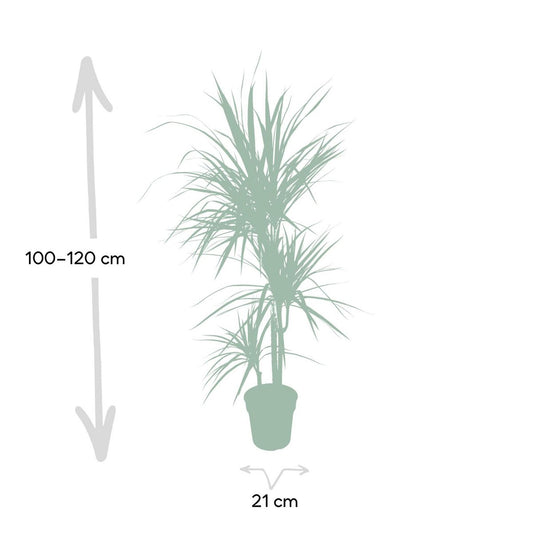 Dracaena Marginata - Dragon Tree - Ø21cm - ↕115cm