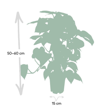 Epipremnum Aureum Moss stick - Dragon ivy - ø15cm - ↕60cm