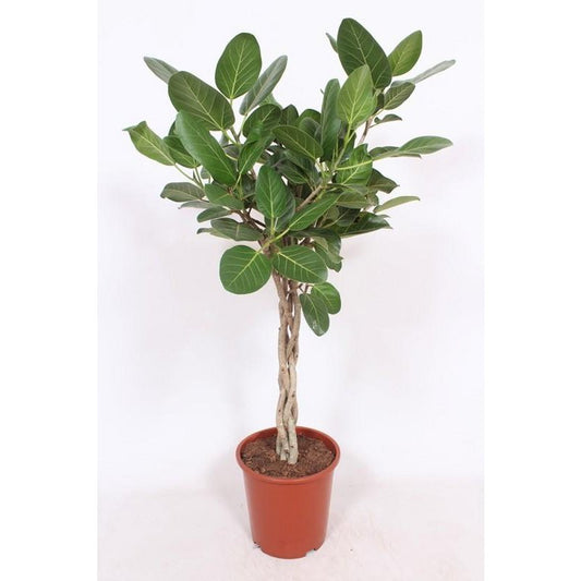 Ficus Benghalensis | [P27-H120]