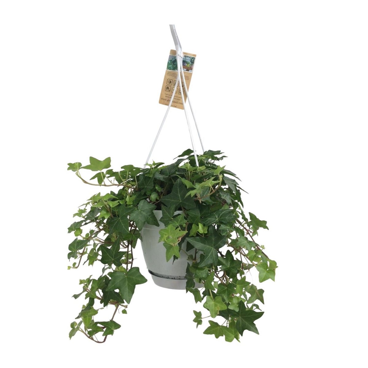 Hedera Helix Green - Hangot White / Basic - Ø17cm - ↕cm