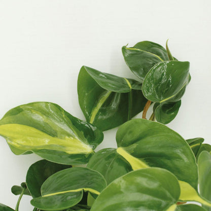 Philodendron Scandens Brasil - 4 pieces - ø12cm - ↕15cm
