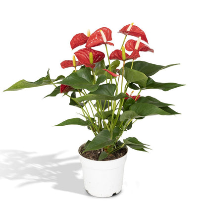 Anthurium Red - Flamingo plant - Ø17cm - ↕55cm