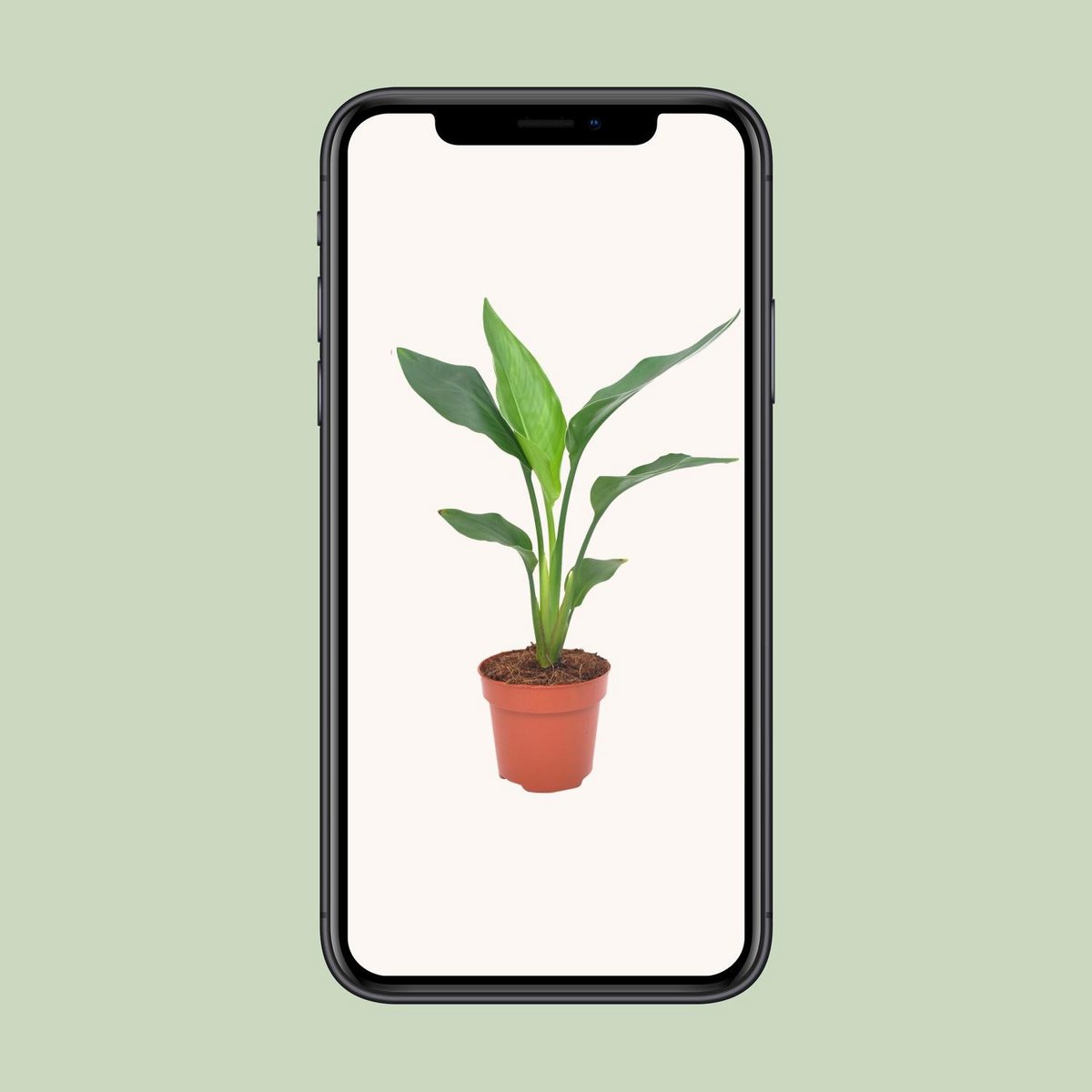 Strelitzia Reginea | [P12-H40]