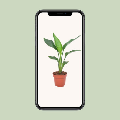 Strelitzia Reginea | [P12-H40]