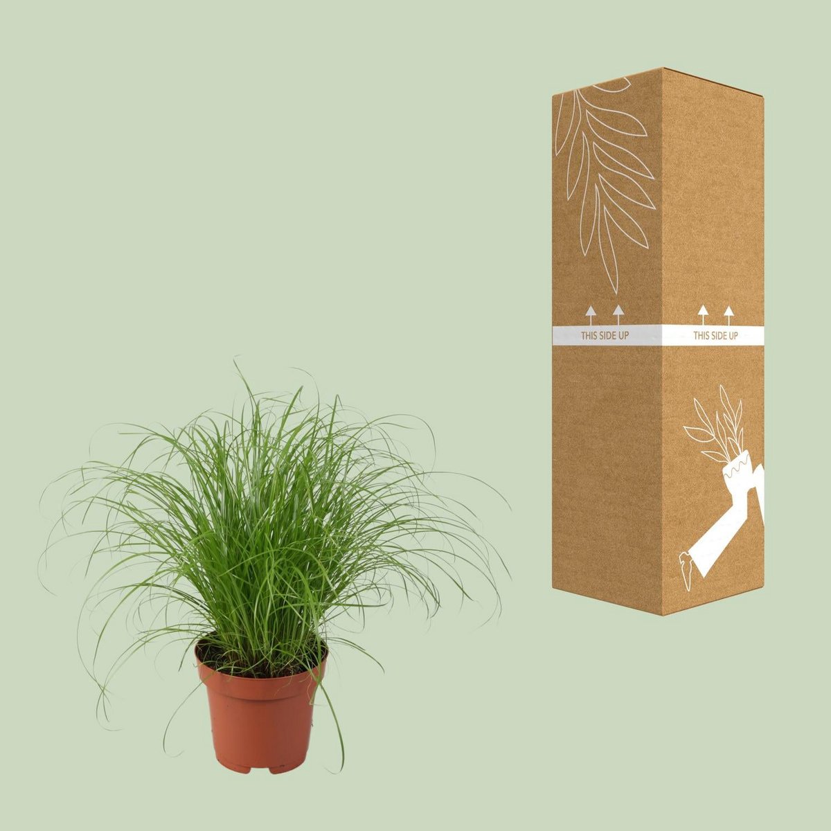 Cyperus Alternifolius Zumula Zonder Etiket | [P12-H28]