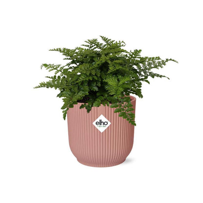 Asplenium Parvati in ELHO Vibes Fold 14cm pink