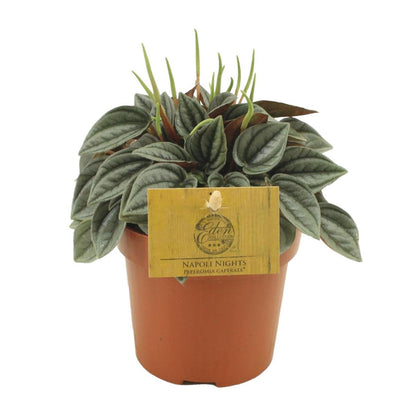 Peperomia Napoli Nights - Ø10,5cm - ↕15cm