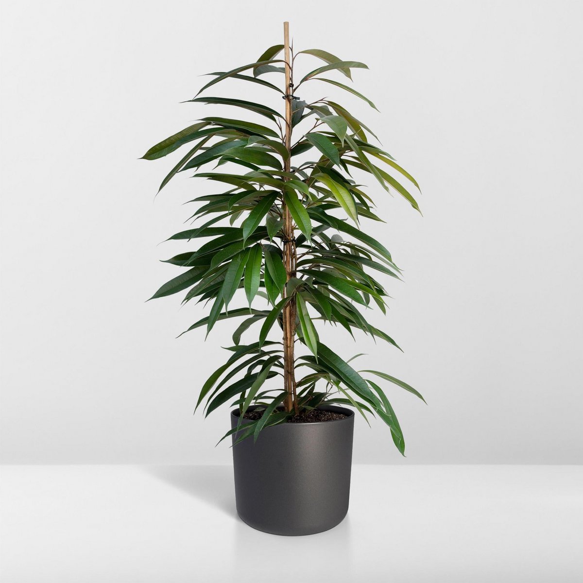 Ficus Amstel King - Weeping fig - ø21cm - ↕100cm