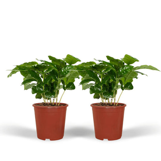 Coffea Arabica - Coffee plant - 2 pieces - ø12cm - ↕25cm