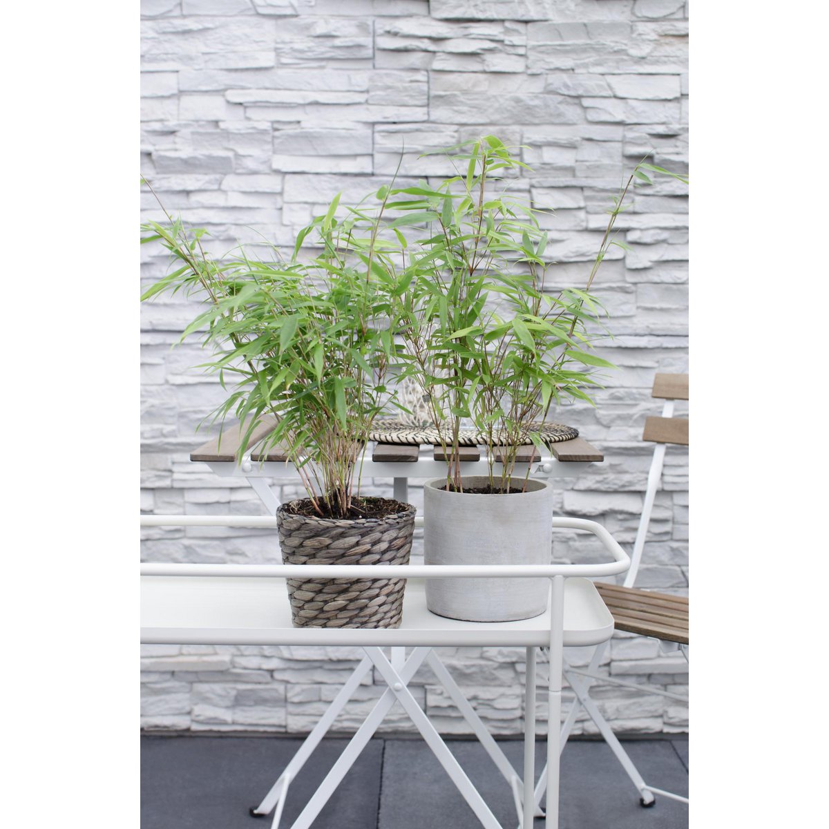 4x Fargesia rufa - ↨40cm - Ø14