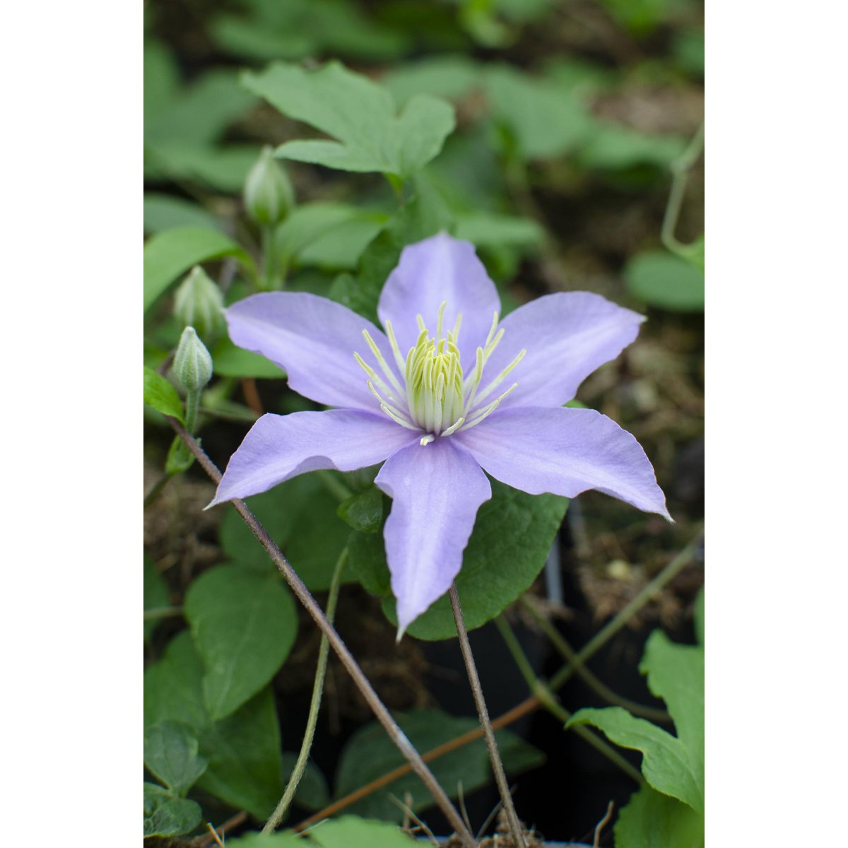 Clematis Justa - ↕65cm - Ø15
