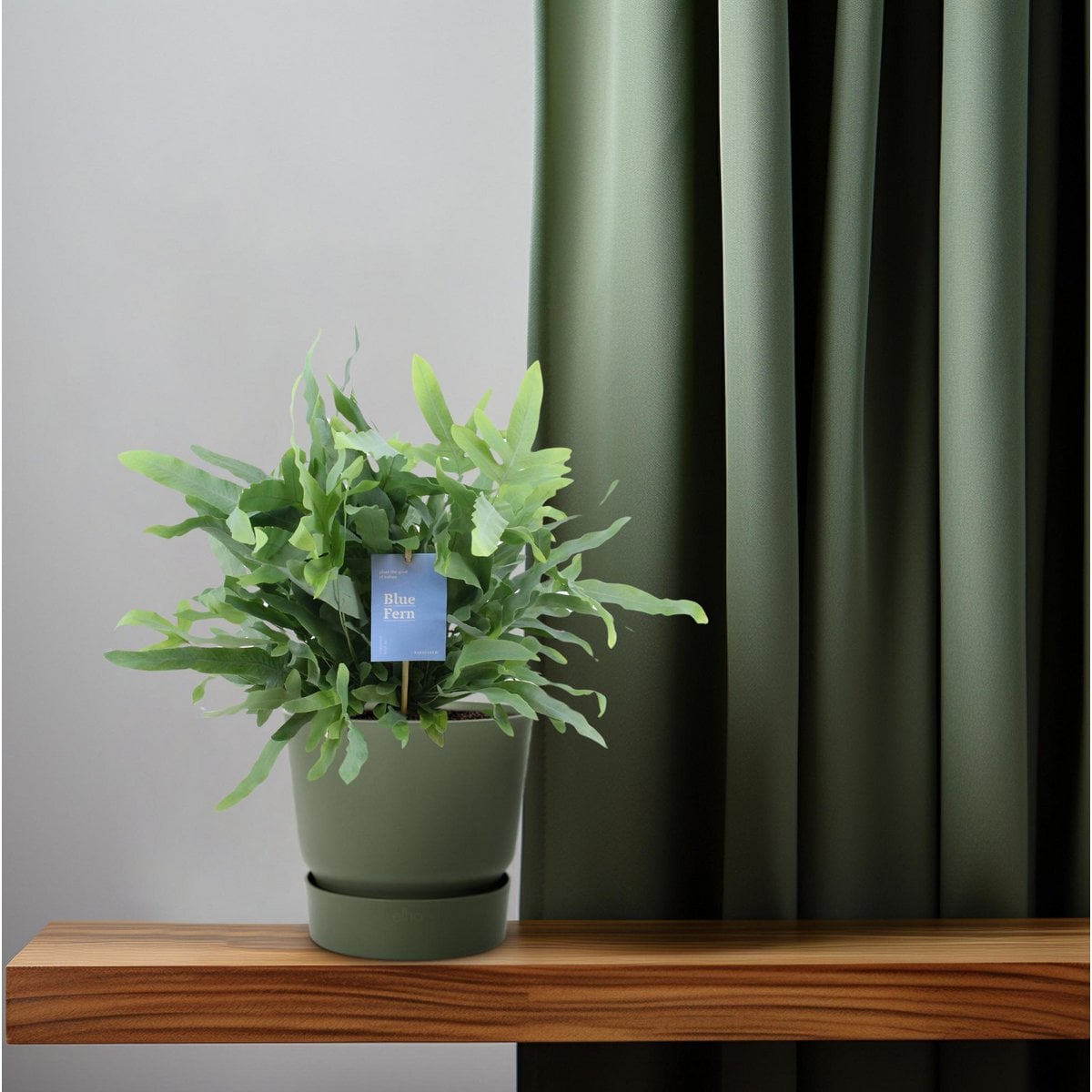 Phlebodium Blue Fern - Ø14cm - ↕40cm