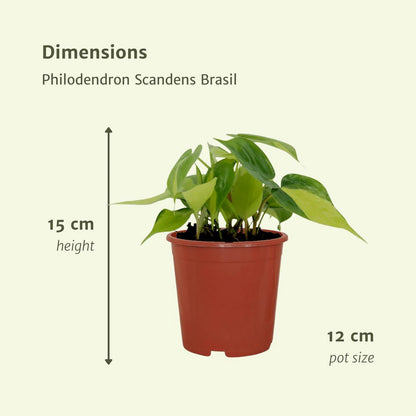 Philodendron Scandens Brasil - 4 pieces - ø12cm - ↕15cm