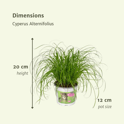 Cyperus Alternifolius - 4 pieces - ø12cm - ↕20cm