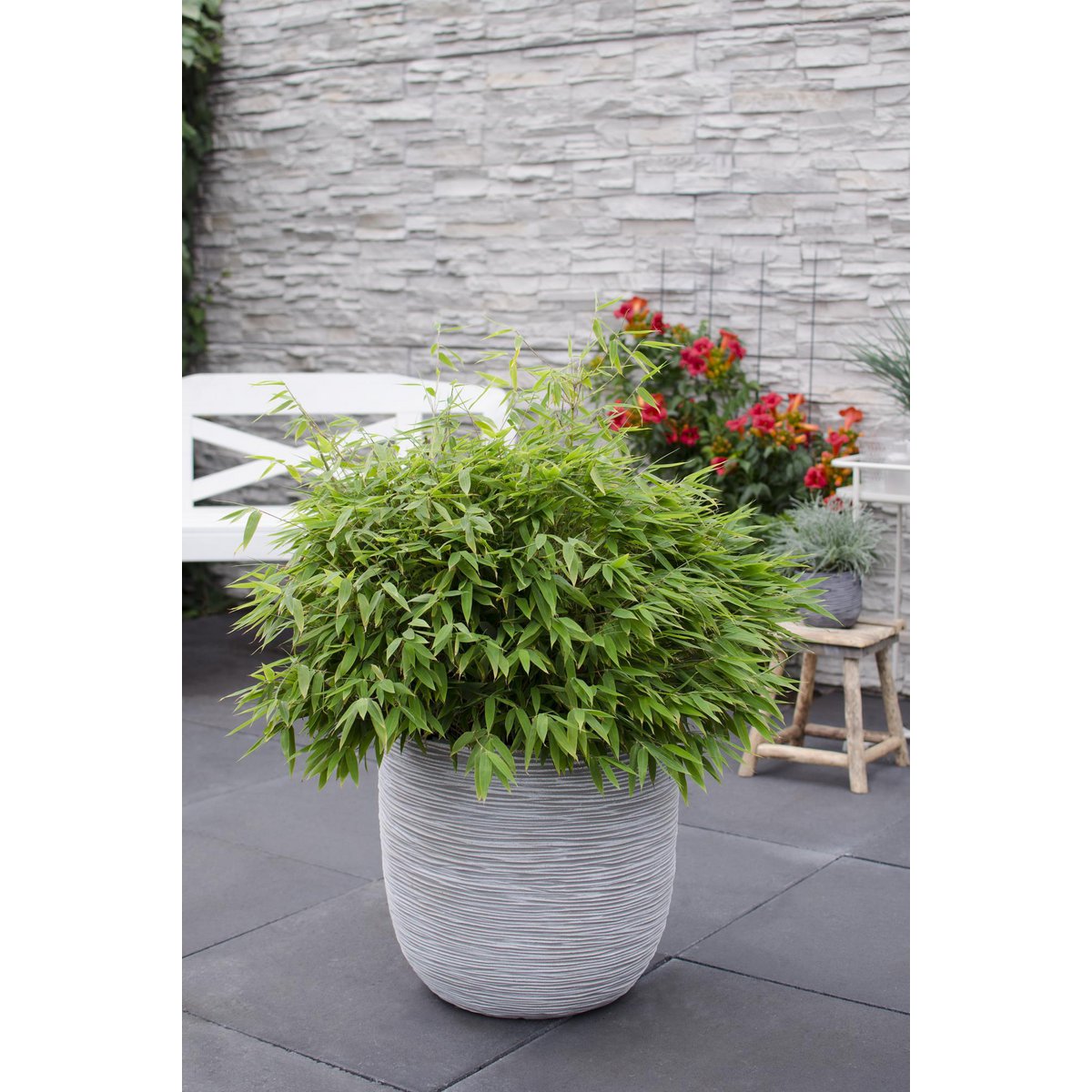 Fargesia 'Moontears'â® Boobux - Compact growing, non -proliferating bamboo - Ø29cm - ↕70cm