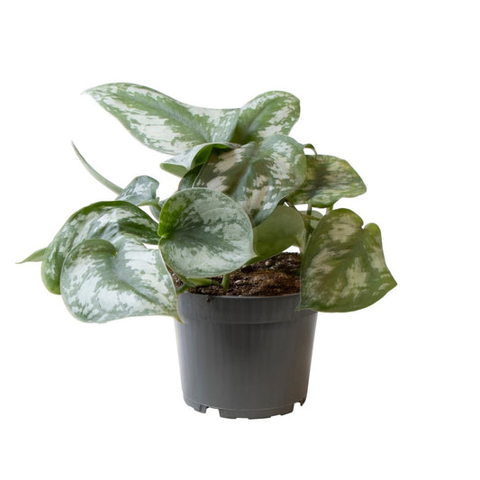Philodendron Scandens Pictus Trebie | [P12-H22]