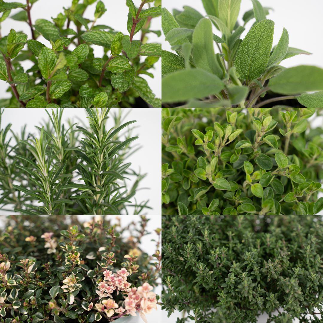 Garden herb mix - 4 pieces - Ø14cm - ↕18cm