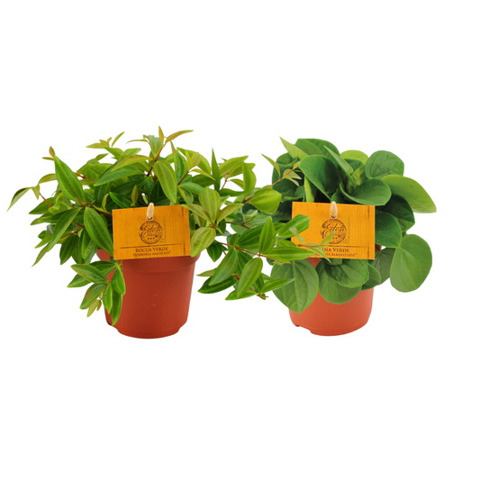 Peperomia Duo 2.0 - 2 pieces - Ø10.5cm - ↕15cm