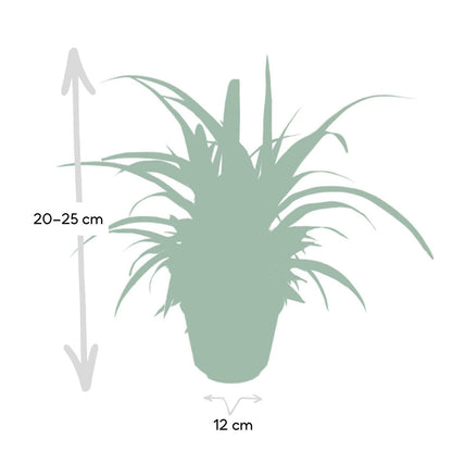 Chlorophytum - Grass Lily - Ø12cm - ↕25cm