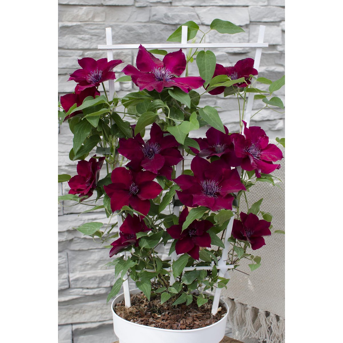 Clematis BoulevardÂ® Nubiaâ„¢ - ↕65cm - Ø15