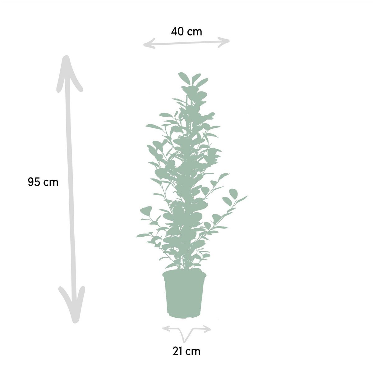 Ficus microcarpa Moclame - Ø21cm - ↕95cm