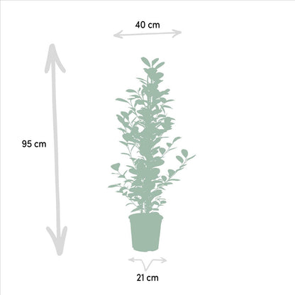 Ficus microcarpa Moclame - Ø21cm - ↕95cm