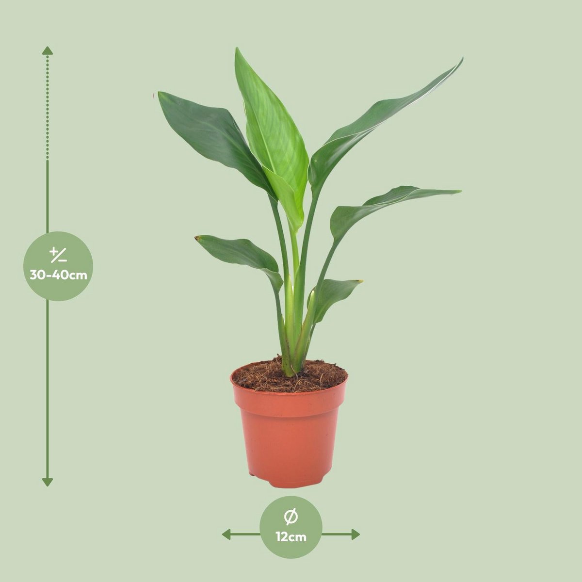 Strelitzia Reginea | [P12-H40]