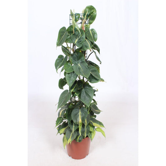 Philodendron Scandens Brasil - Ø24cm - ↕120cm