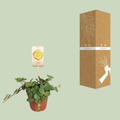 Peperomia 'Hope' | [P12-H15]