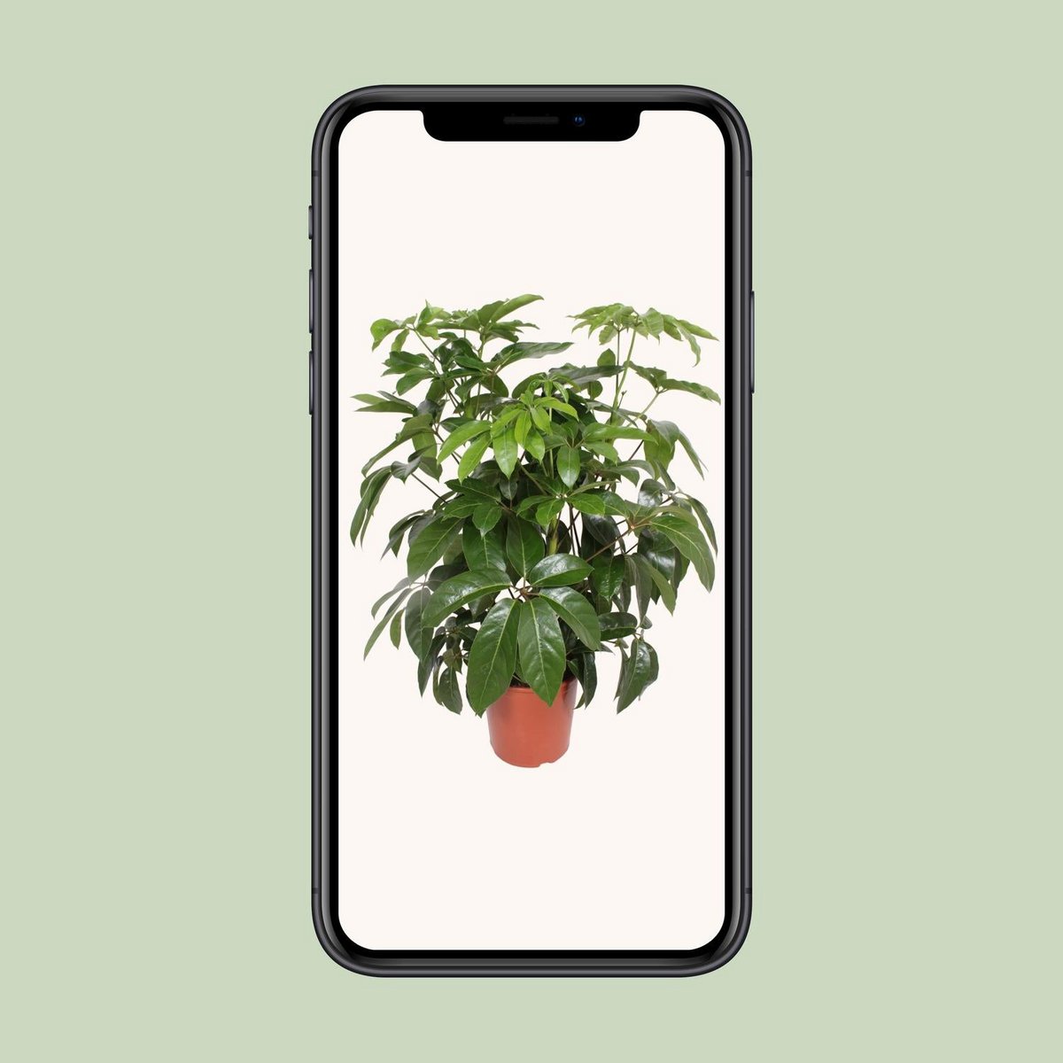 Schefflera Actinophylla ' Amate’ | [P30-H120]