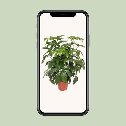 Schefflera Actinophylla ' Amate’ | [P30-H120]